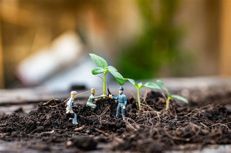 call for proposals tree breeding.